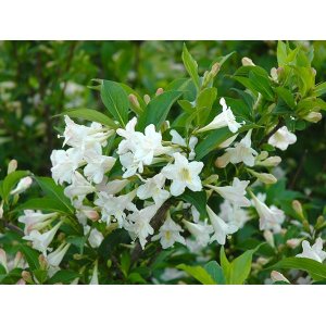 Vajgela kvetnatá (Weigela florida) ´BRISTOL SNOWFLAKE´ - výška 60-80 cm, kont. C2L
